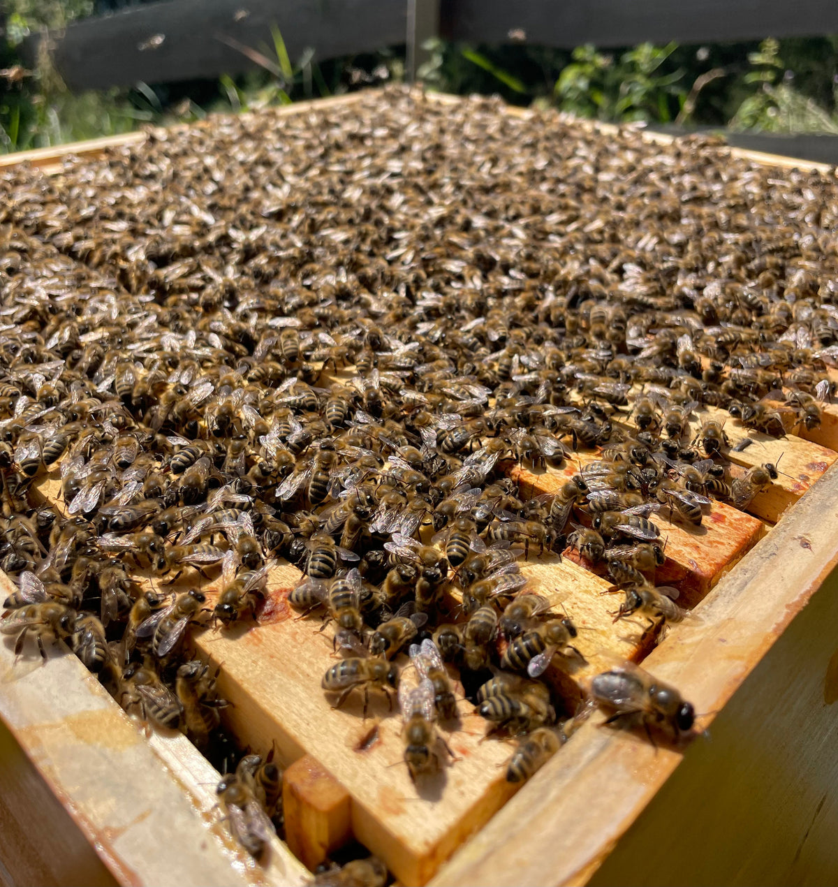 Intensivkurs Imkern mit System 2026 – Bio-Imkerei Mitterer & Müller, Biosphärenpark Nockberge, Kärnten