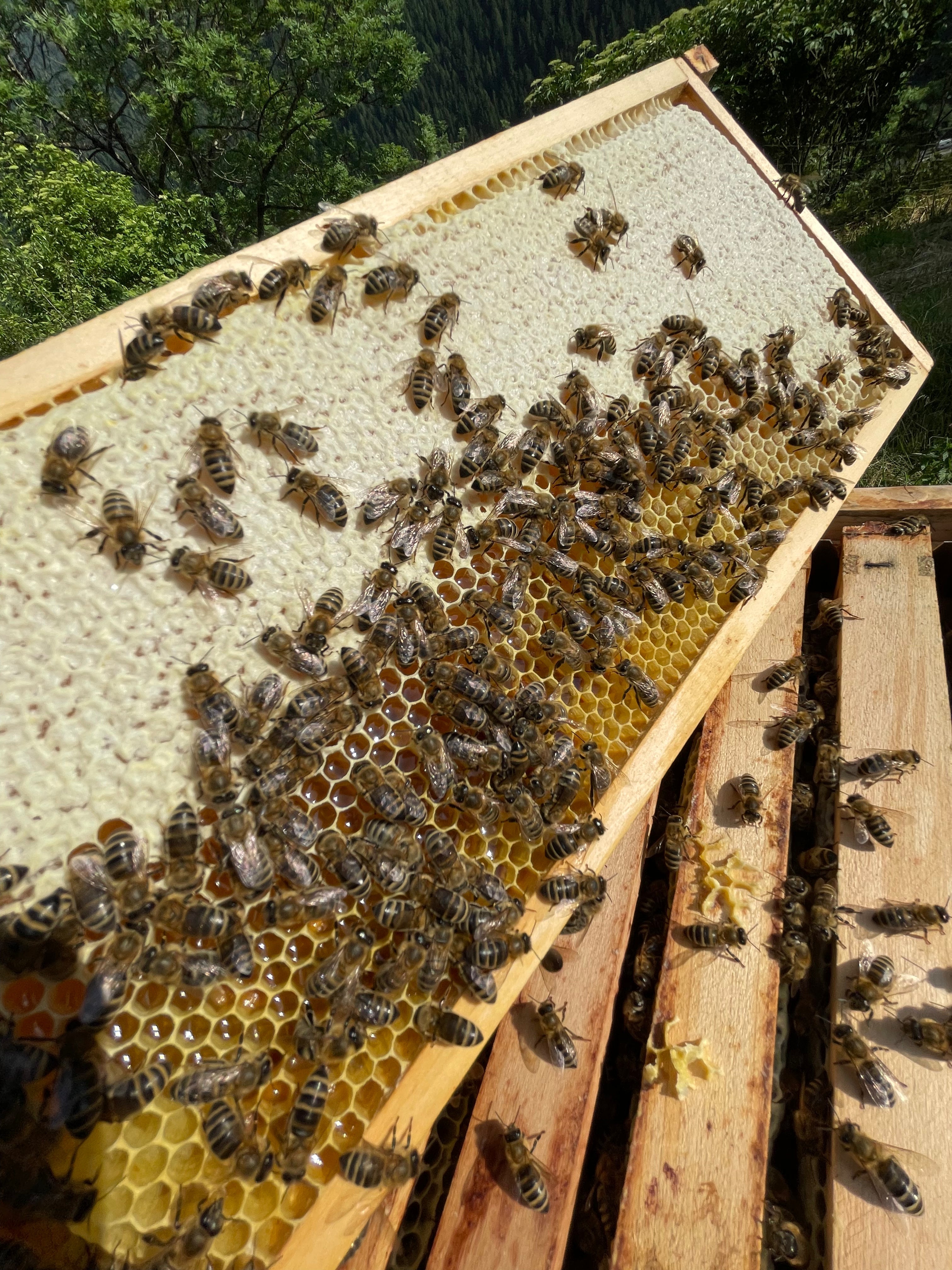 Bio-Presshonig aus den Nockbergen richtig lagern: dunkel, kühl (18–25 °C), trocken, verschlossen – kein Kühlschrank, kein Sonnenlicht, kein feuchter Löffel. Mitterer & Müller | Feine BioHonige