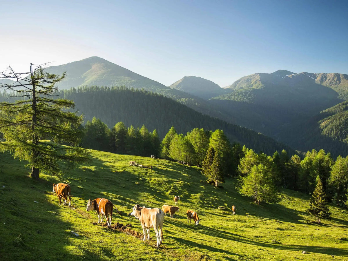 Biodiversität im UNESCO Biosphärenpark Nockberge – Wie Pflanzenvielfalt und Standort unsere Bienen und den Honig prägen - Mitterer & Müller | Feine BioHonige