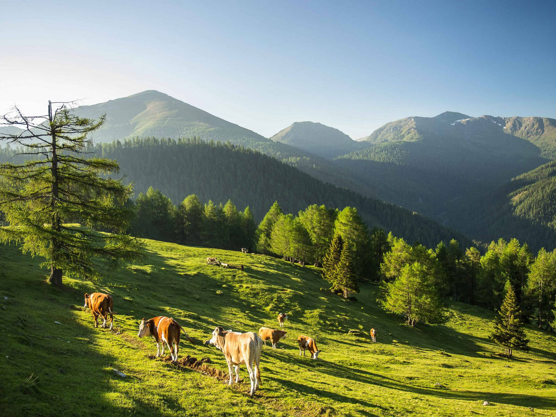 Biodiversität im UNESCO Biosphärenpark Nockberge – Wie Pflanzenvielfalt und Standort unsere Bienen und den Honig prägen