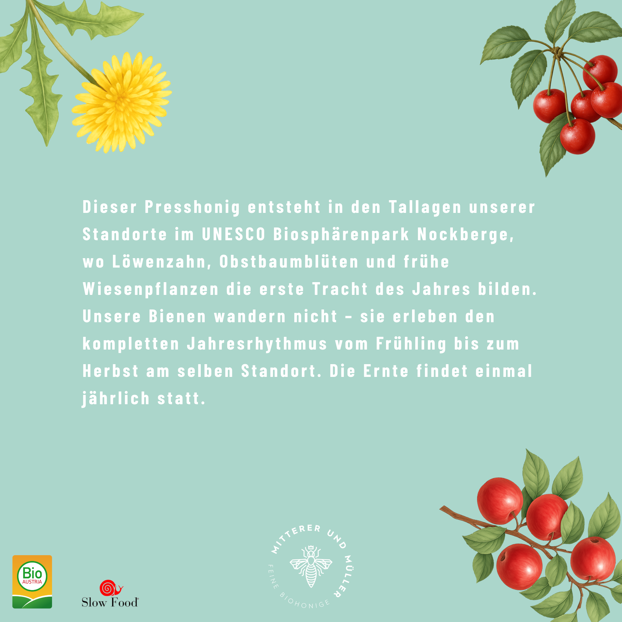 Bio-Presshonig Löwenzahn, Apfel & Kirsche – Rohhonig kaltgepresst