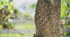 Bio-Presshonig aus dem Biosphärenpark Nockberge
